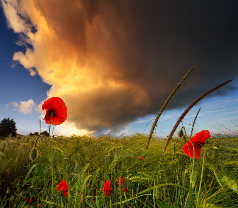 Red Poppies in Field — Dramatic, Sunset