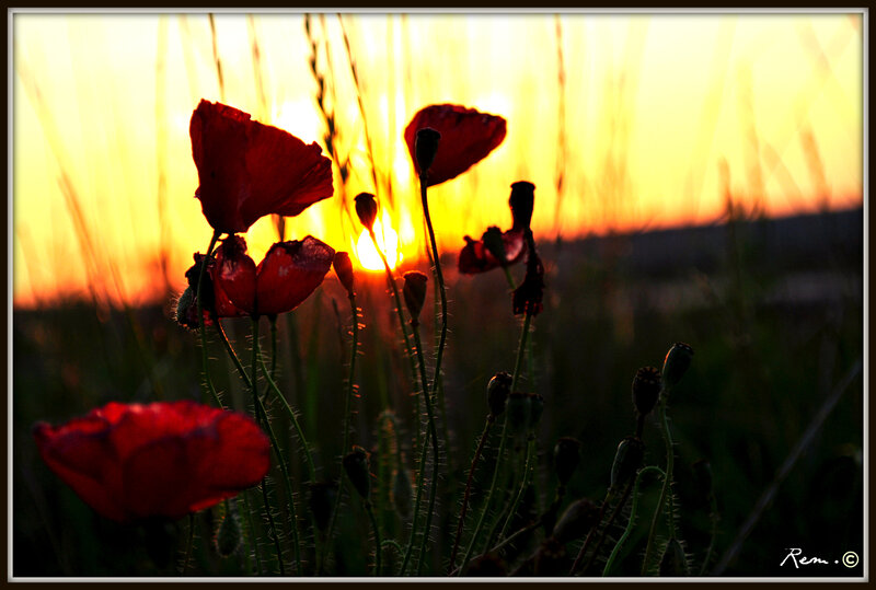 Red Poppies in Field — Dramatic