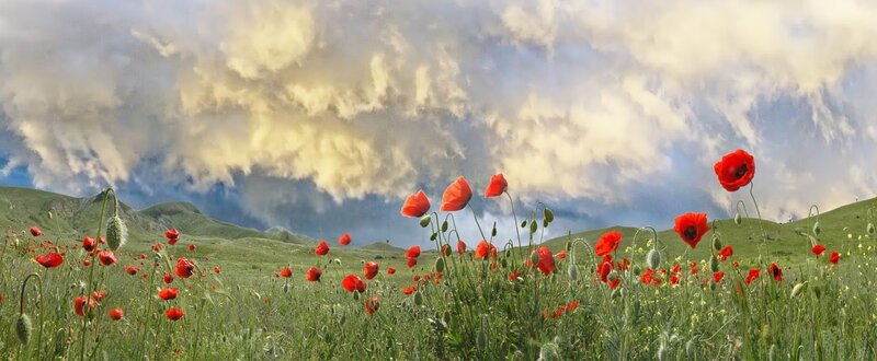 Red Poppies in Field — Green, Dramatic, Afternoon, Photograph, Flowers