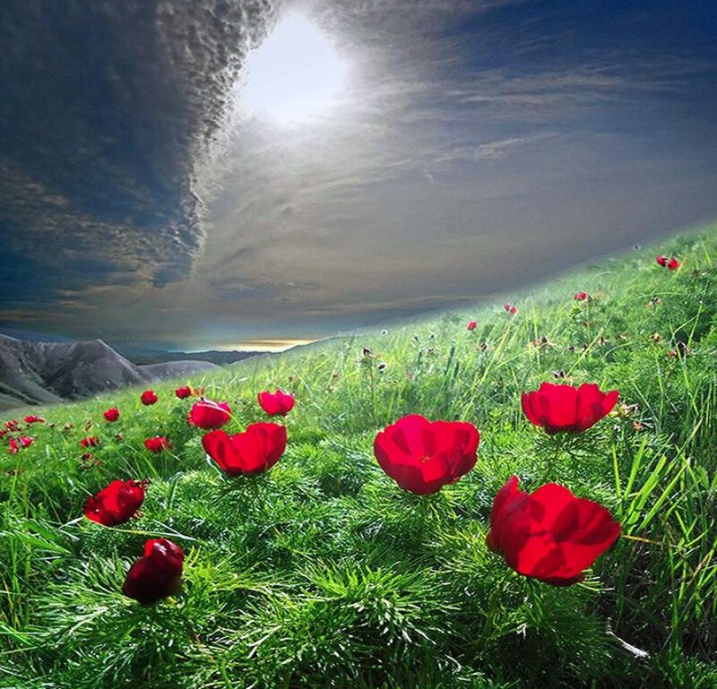 Red Poppies in Field — Green, Dramatic, Afternoon, Photograph