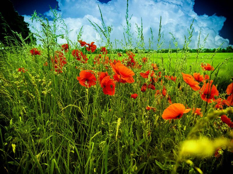 Red Poppies in Field — Green, Dramatic, Afternoon