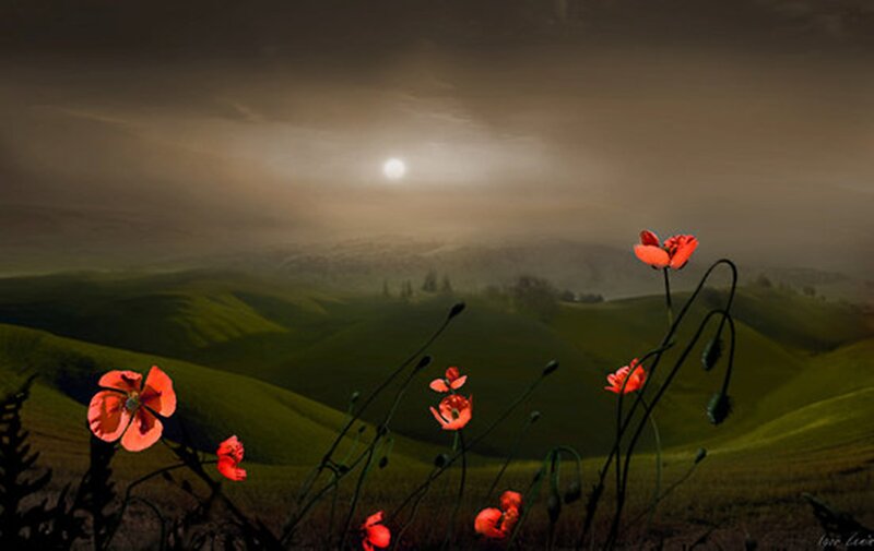 Red Poppies in Field — Green, Dramatic, Sunset, Digital Art