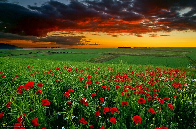 Red Poppies in Field — Green, Dramatic, Sunset, Photograph, Clouds, Sky