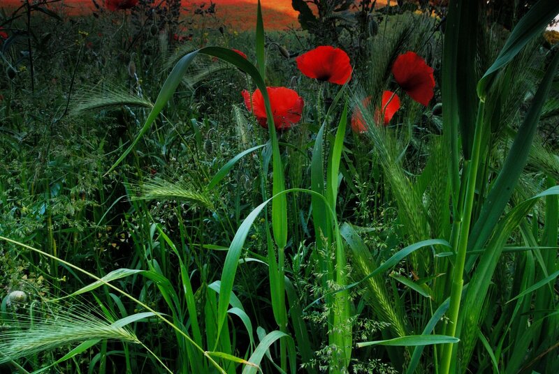 Red Poppies in Field — Green, Dramatic, Sunset, Photograph, Grass