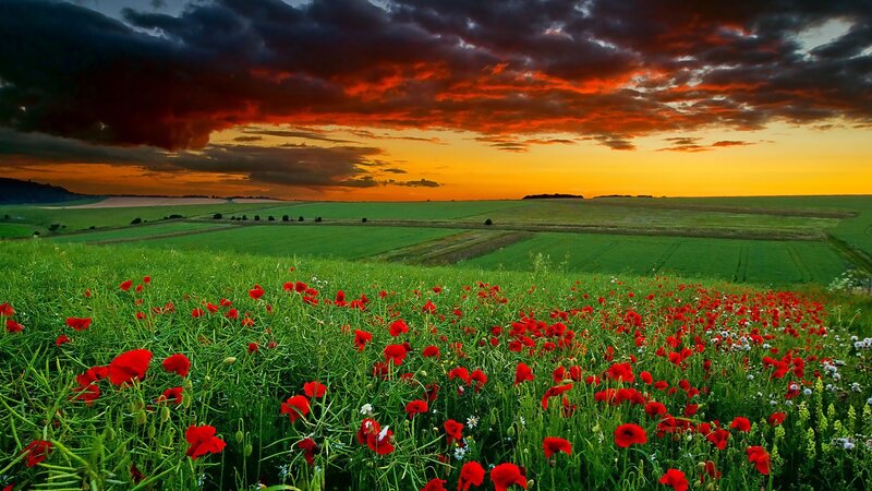 Red Poppies in Field — Green, Dramatic, Sunset, Photograph, Sky, Clouds