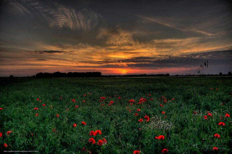 Red Poppies in Field — Green, Dramatic, Sunset, Photograph, Sky, Clouds, Trees