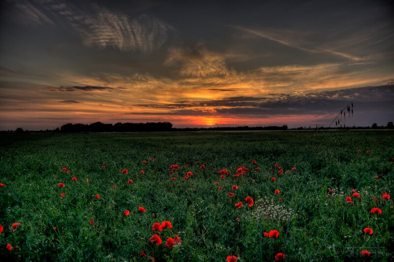 Red Poppies in Field — Green, Dramatic, Sunset, Photograph, Sky, Trees