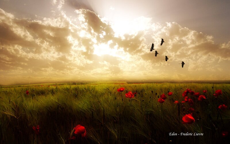 Red Poppies in Field — Green, Dramatic, Sunset, Photograph