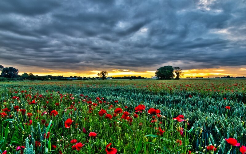 Red Poppies in Field — Green, Dramatic