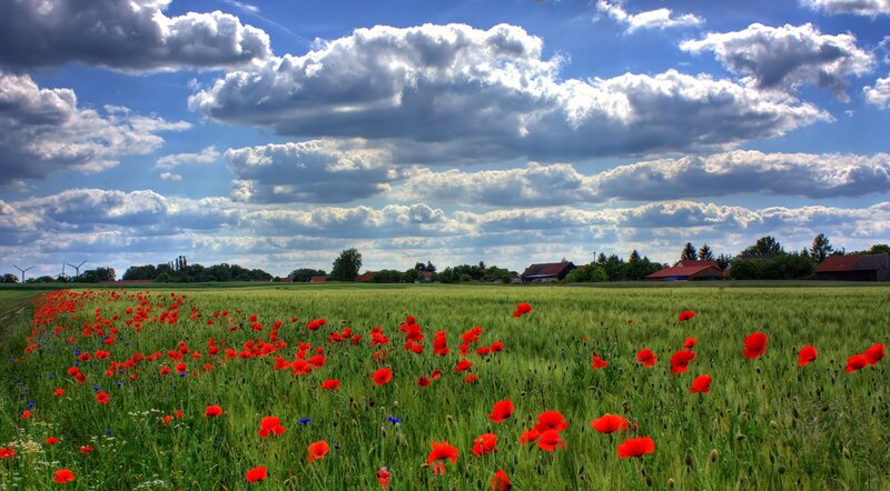 Red Poppies in Field — Green, Serene, Afternoon, Photograph, Clouds