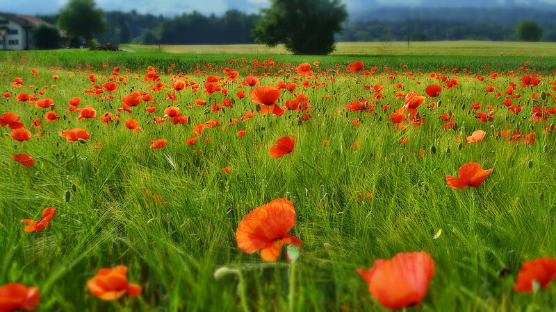 Red Poppies in Field — Green, Serene, Afternoon, Photograph, Grass