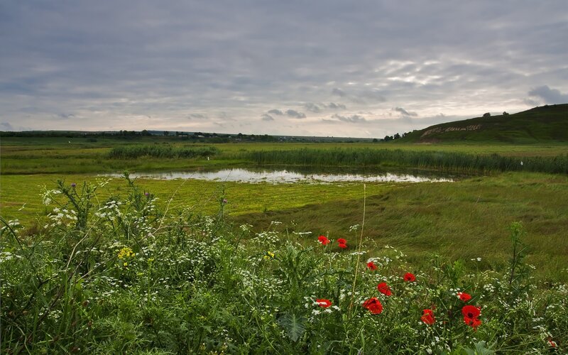 Red Poppies in Field — Green, Serene, Afternoon, Photograph, Pond