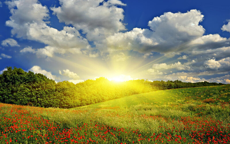 Red Poppies in Field — Green, Serene, Afternoon, Photograph, Sun