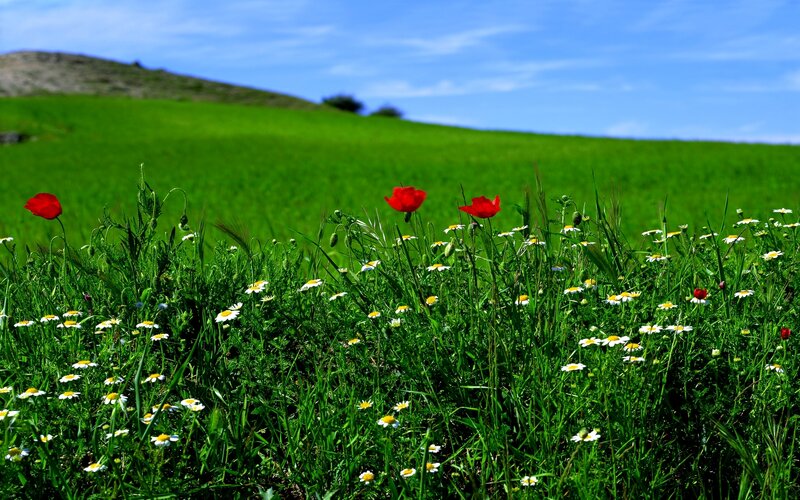 Red Poppies in Field — Green, Serene, Afternoon, Photograph