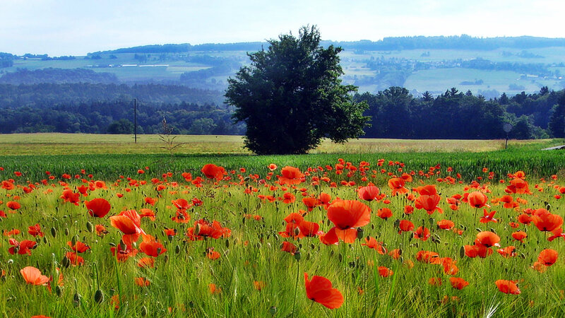 Red Poppies in Field — Green, Serene, Afternoon, Photograph, Tree