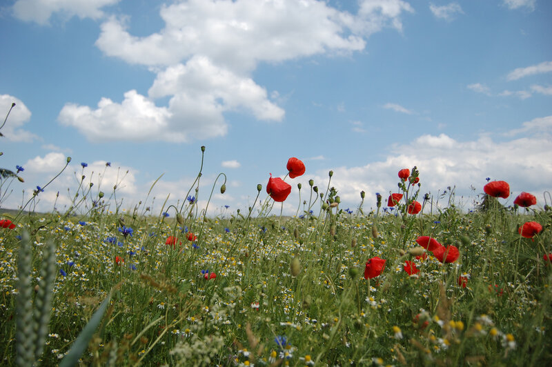 Red Poppies in Field — Green, Serene, Afternoon, Photograph, Wildflowers