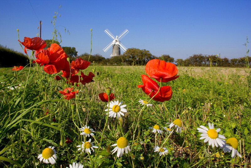 Red Poppies in Field — Green, Serene, Afternoon, Photograph, Windmill