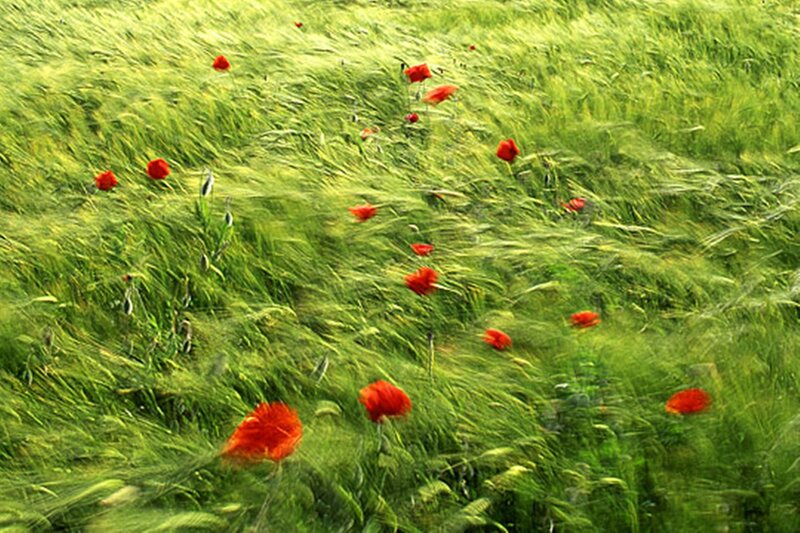 Red Poppies in Field — Green, Serene, Spring