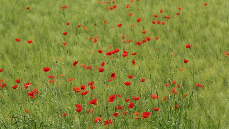 Red Poppies in Field — Green, Serene, Summer
