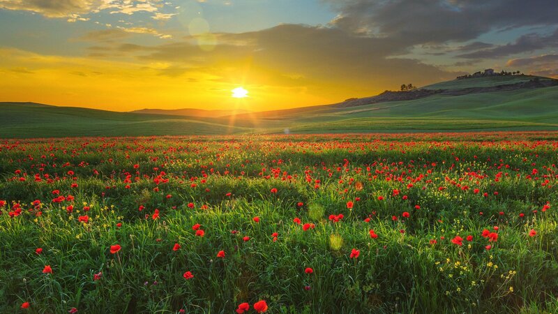 Red Poppies in Field — Green, Serene, Sunset, Photograph, Sun