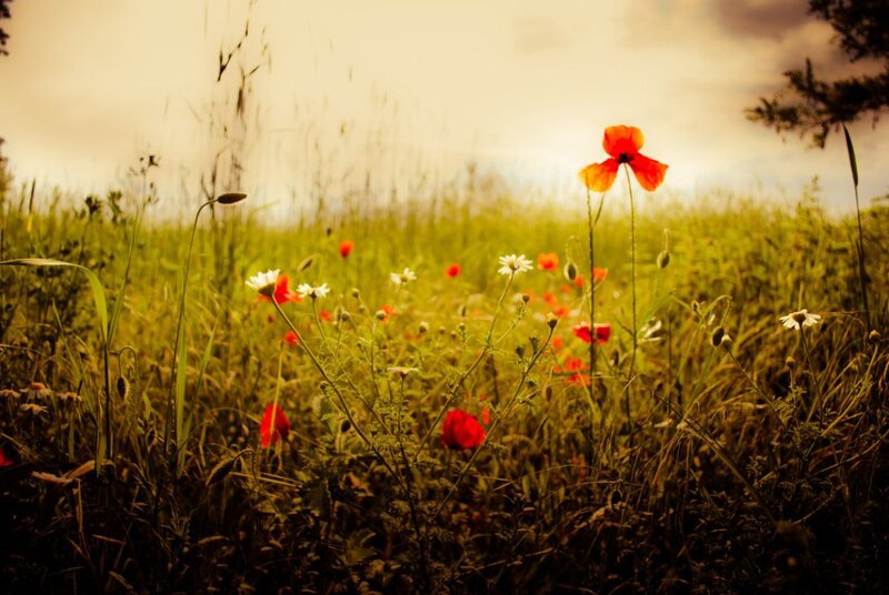 Red Poppies in Field — Green, Serene, Sunset, Photograph