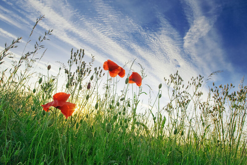 Red Poppies in Field — Green, Serene, Sunset