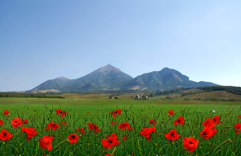 Red Poppies in Field — Green, Serene