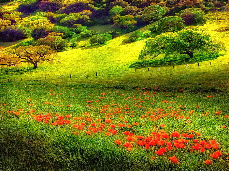 Red Poppies in Field — Green