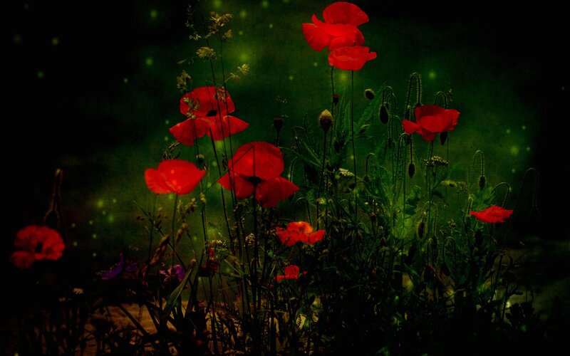 Red Poppies in Field — Mysterious