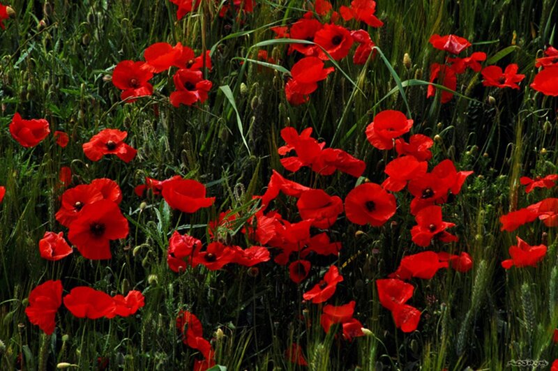 Red Poppies in Field — Natural, Afternoon