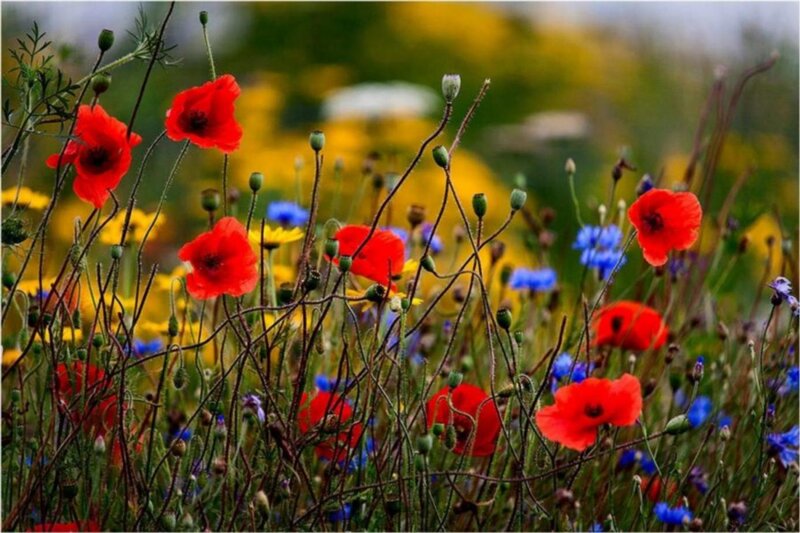 Red Poppies in Field — Natural, Spring, Photograph
