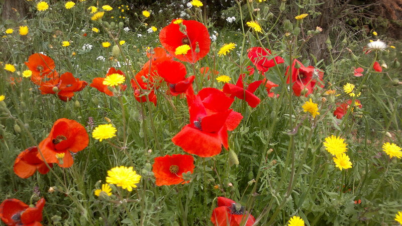 Red Poppies in Field — Natural, Spring