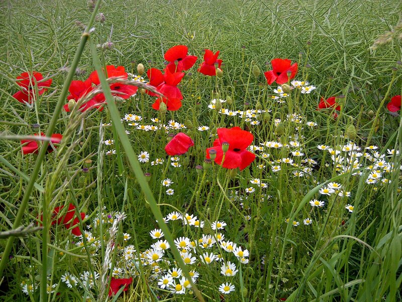 Red Poppies in Field — Natural, Summer, Photograph, Daisies