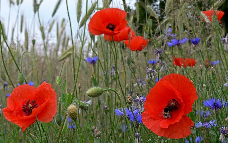 Red Poppies in Field — Natural, Summer