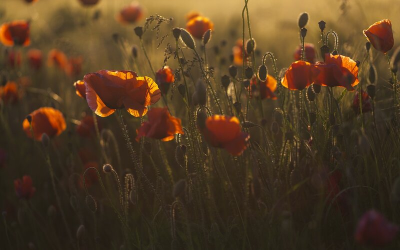 Red Poppies in Field — Orange, Serene