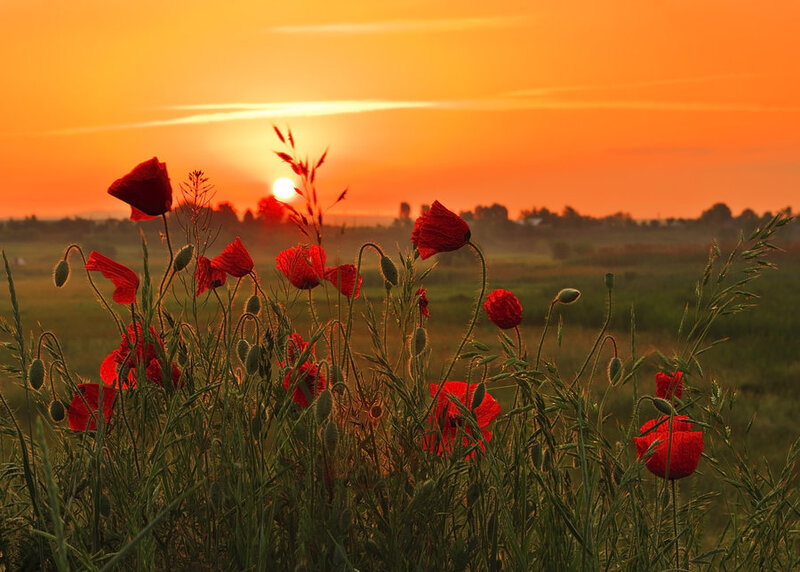 Red Poppies in Field — Orange