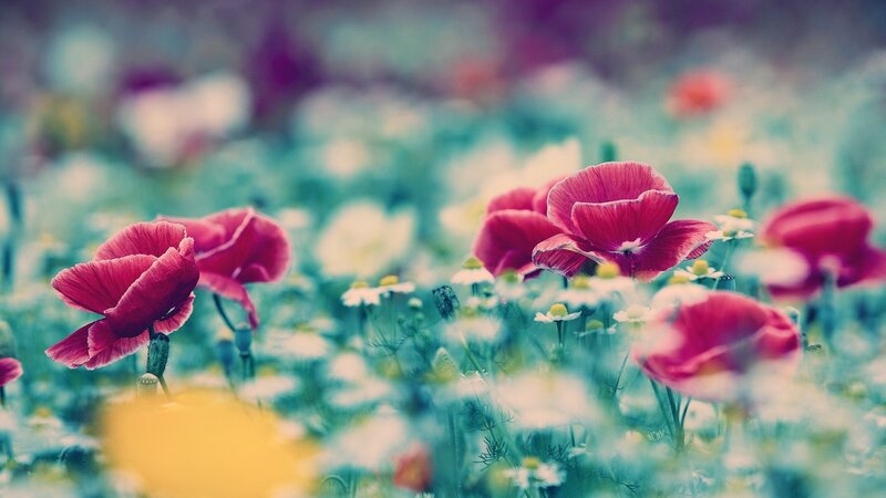 Red Poppies in Field — Pink