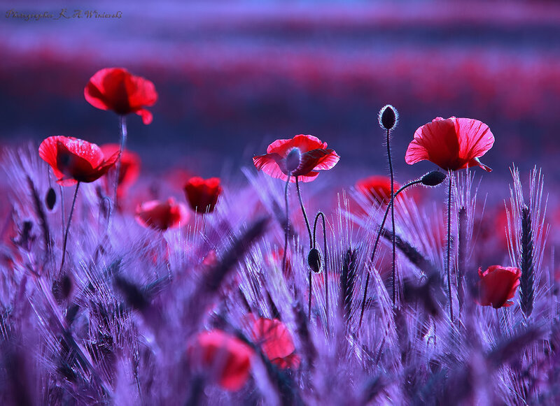 Red Poppies in Field — Purple