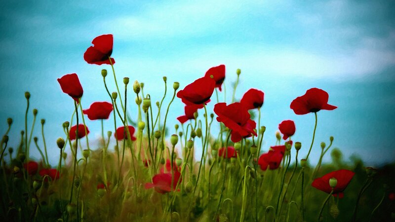 Red Poppies in Field — Serene, Afternoon, Painting, Sky