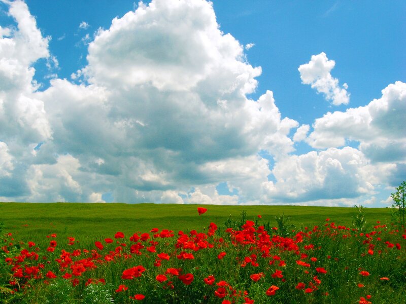 Red Poppies in Field — Serene, Afternoon, Photograph, Clouds