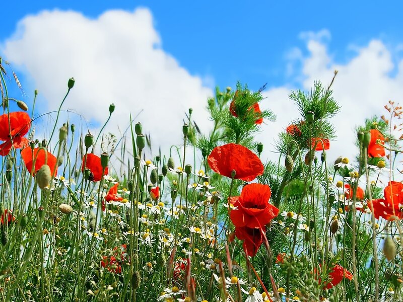 Red Poppies in Field — Serene, Afternoon, Photograph, Daisies, Clouds