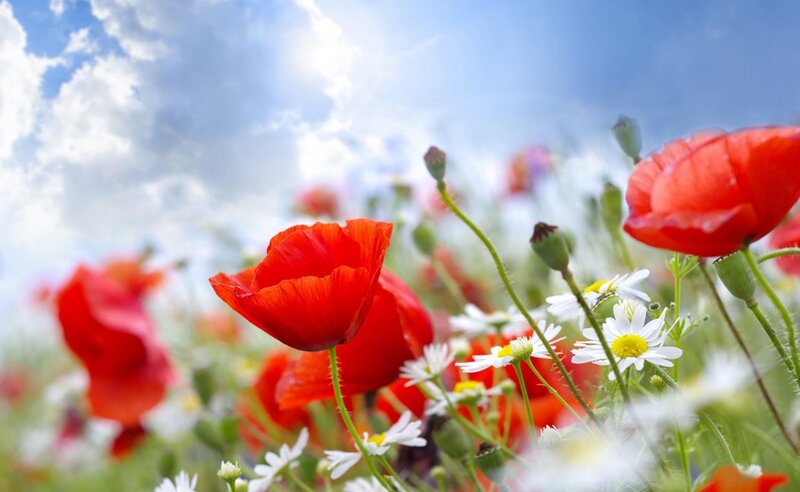 Red Poppies in Field — Serene, Afternoon, Photograph, Daisies, Sky, Clouds