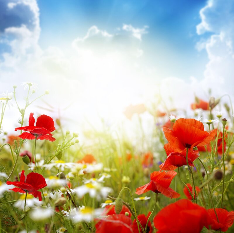 Red Poppies in Field — Serene, Afternoon, Photograph, Daisies, Sky