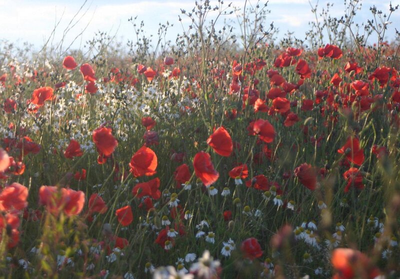 Red Poppies in Field — Serene, Afternoon, Photograph, Daisies