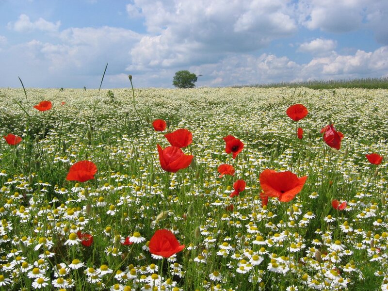 Red Poppies in Field — Serene, Afternoon, Photograph, Daisies, Tree
