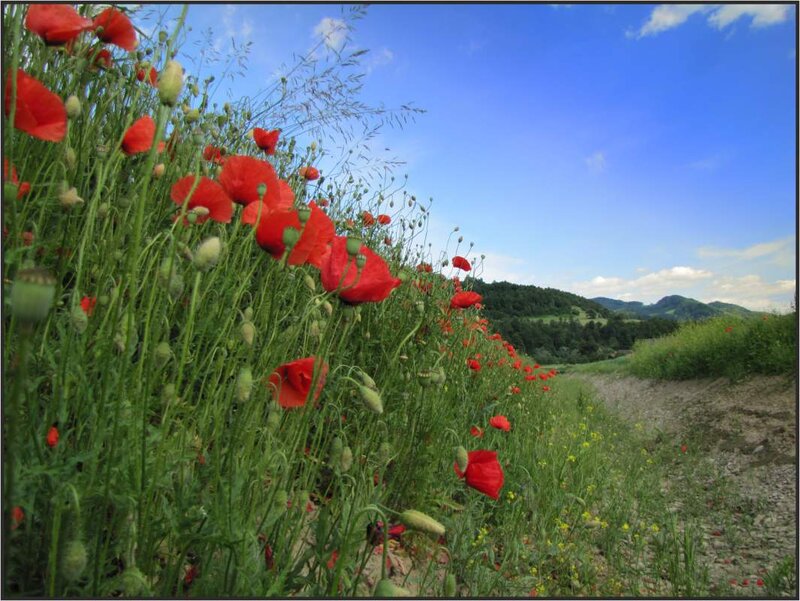 Red Poppies in Field — Serene, Afternoon, Photograph, Flowers