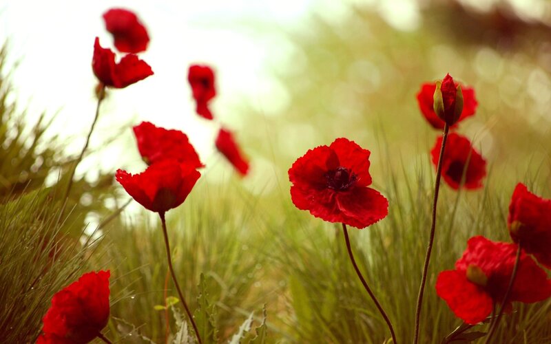 Red Poppies in Field — Serene, Afternoon, Photograph, Grass, Blossoms