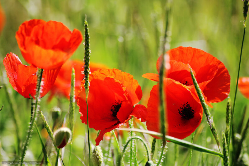 Red Poppies in Field — Serene, Afternoon, Photograph, Grass, Buds, Sunlight