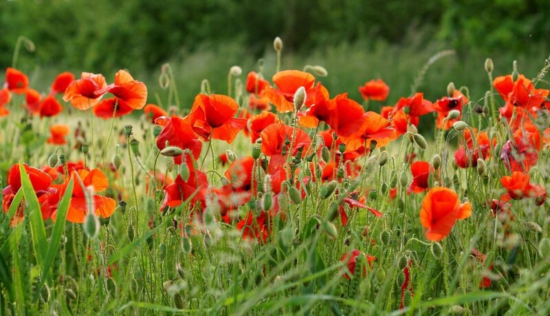 Red Poppies in Field — Serene, Afternoon, Photograph, Grass, Buds