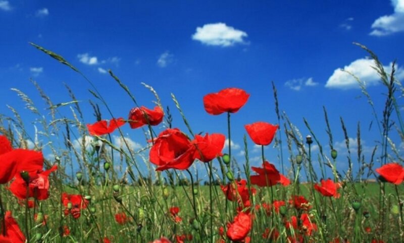 Red Poppies in Field — Serene, Afternoon, Photograph, Grass, Clouds